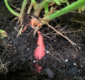 sweet potato growing up through soil