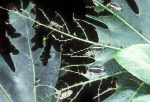 blister beetle plant damage