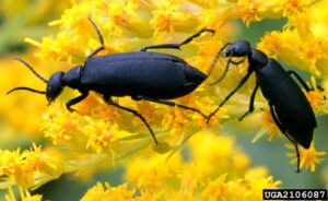 black blister beetle