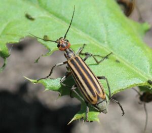 striped blister beetle