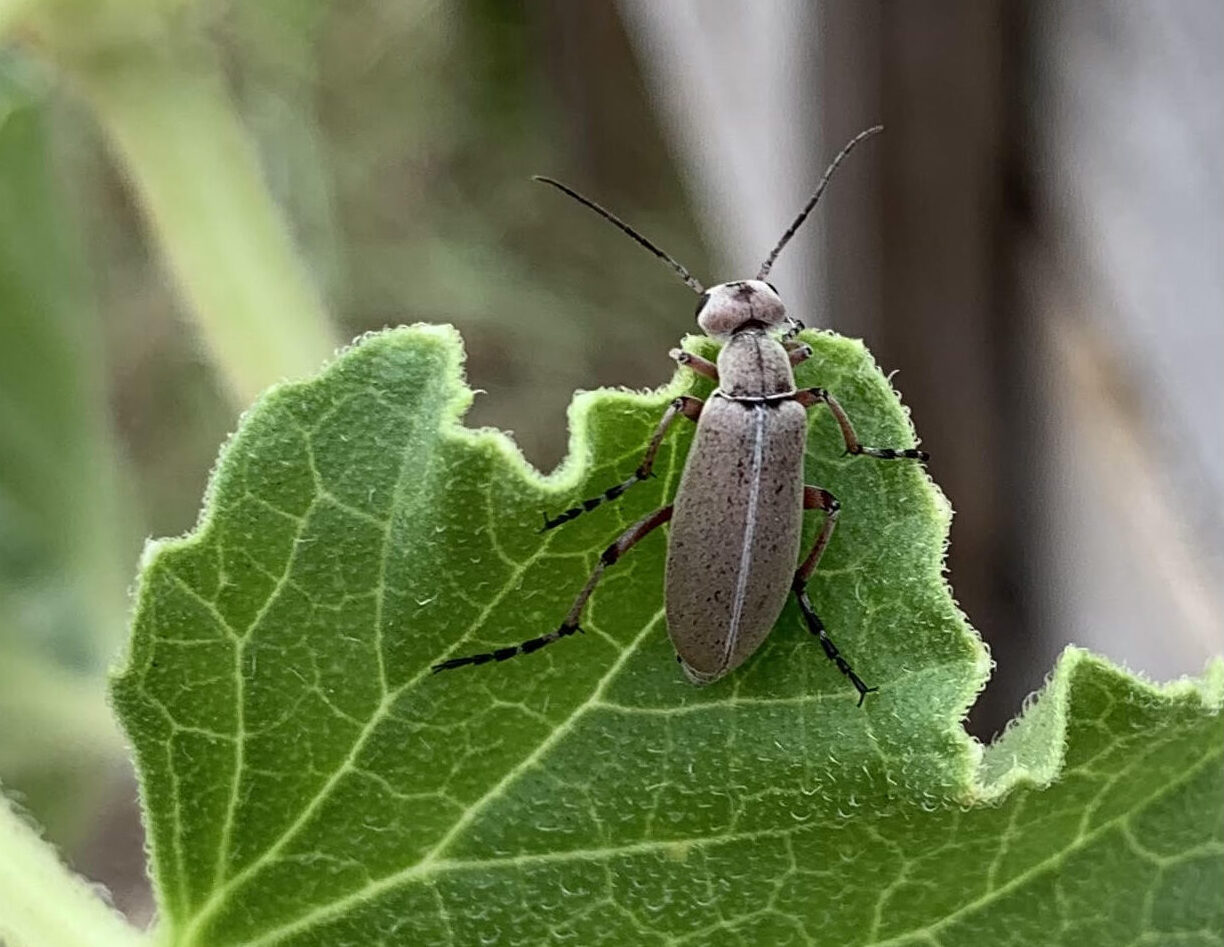 Read more about the article Blister Beetles: How to Identify and 8 Ways to Treat