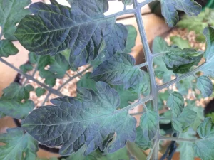 Read more about the article 6 Reasons Tomato Leaves Turn Purple: How to Treat