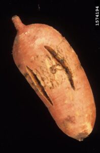 sweet potato feathery mottle virus