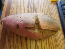 sweet potato growth crack