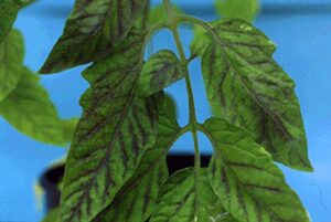 tomato phosphorus deficiency 