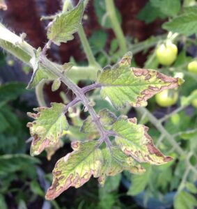 tomato leaves turn purple lack of potassium