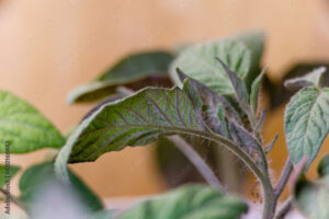 purple tomato leaves seedling