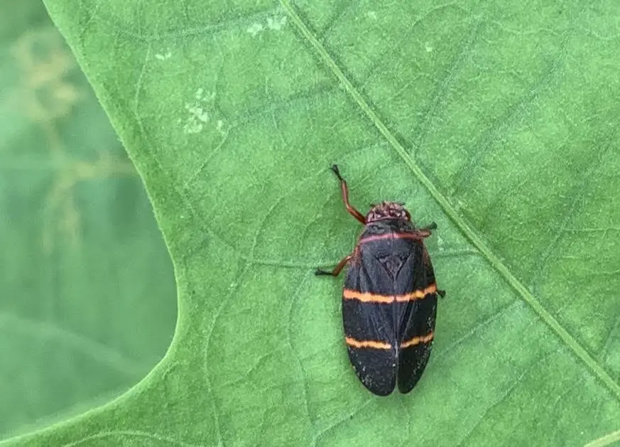 You are currently viewing Two Lined Spittlebug: How to Treat and Prevent