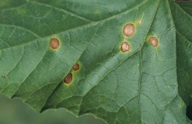 Read more about the article Cucumber Early Blight (Alternaria): How to Identify and Treat