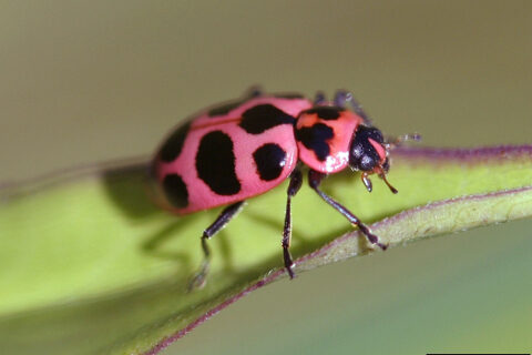 You are currently viewing The Amazing Pink Ladybug: Everything You Need to Know