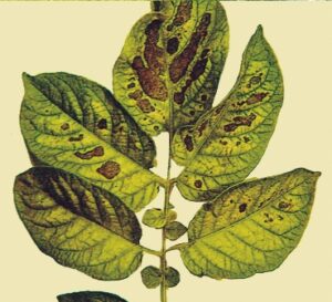 magnesium deficiency potato leaf