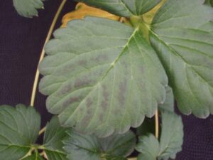 magnesium deficiency in strawberry plant