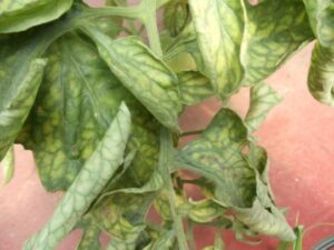 magnesium deficiency tomato leaves