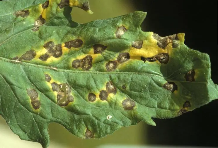 You are currently viewing Septoria Leaf Spot in Tomatoes and Peppers: How to Identify and Treat
