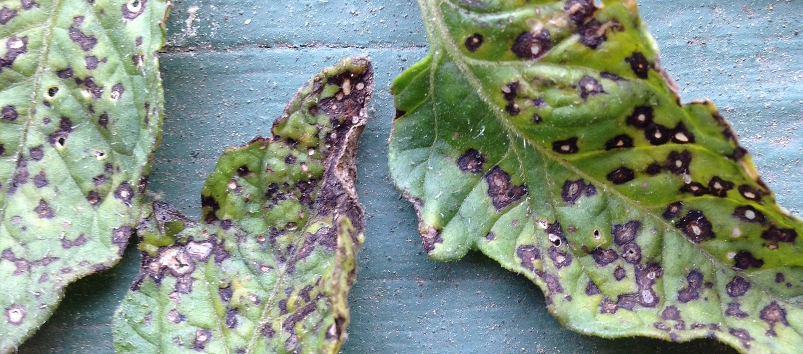 Septoria Leaf Spot in Tomatoes and Peppers: How to Identify and Treat ...