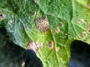 septoria leaf spot spores