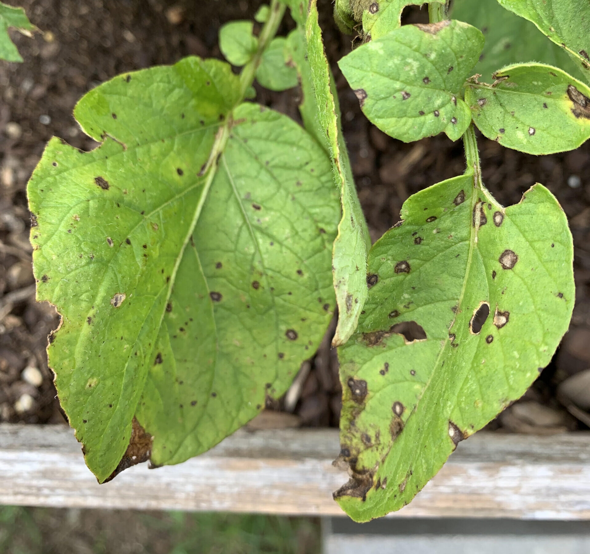 Read more about the article Septoria Leaf Spot in Potatoes: How to Treat and Prevent