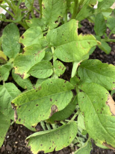 potato septoria leaf spot