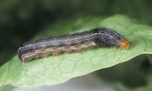 southern armyworm