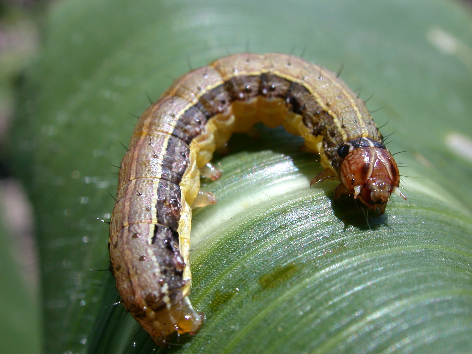 Read more about the article Destructive Armyworms: How to Identify and Eliminate