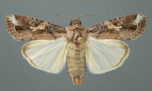 armyworm moth