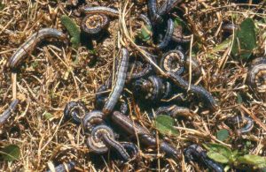 armyworms