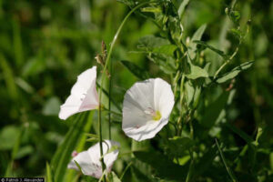 field bindweed