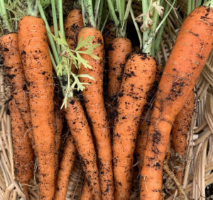 Read more about the article 4 Reasons Why Carrots Taste Soapy and How to Fix It