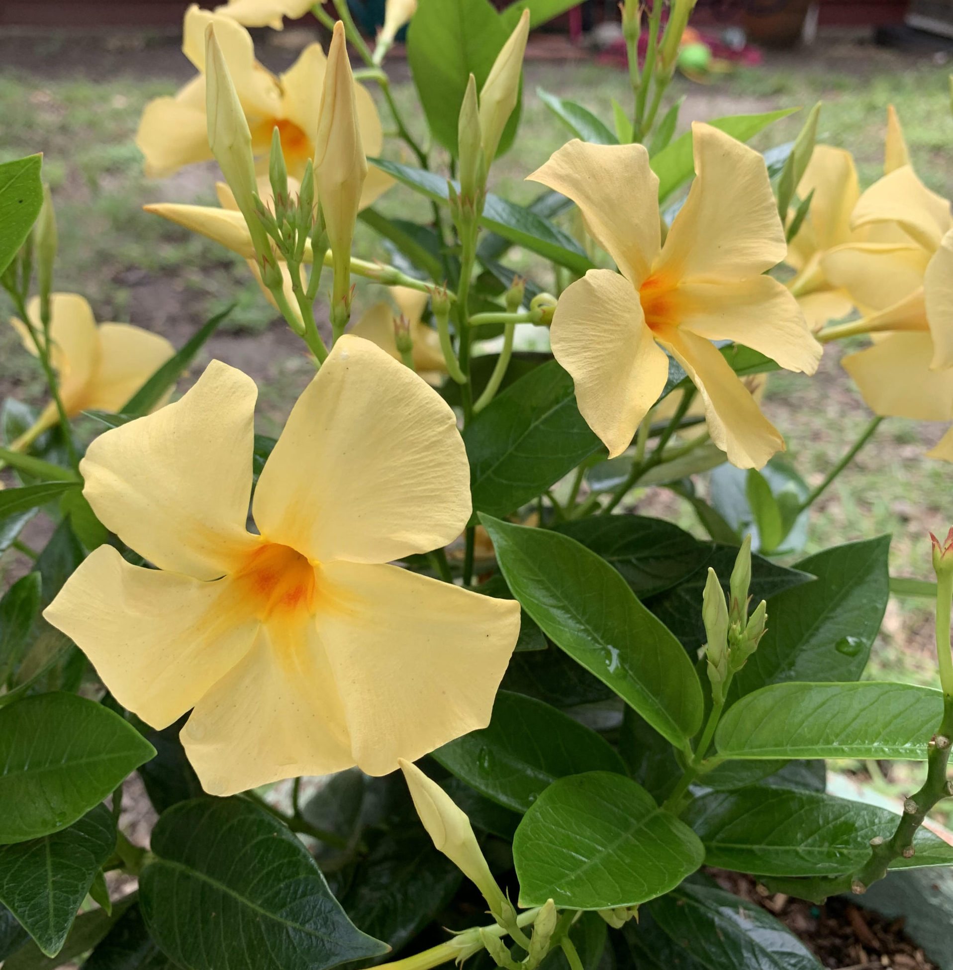 Read more about the article How to Grow Tropical Mandevilla