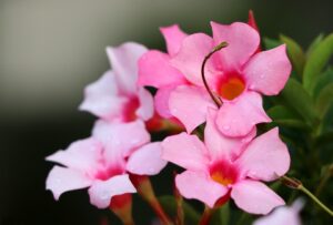 pink mandevilla