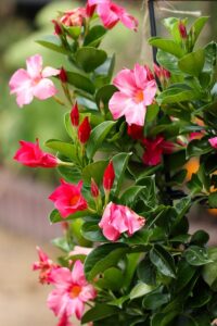 pink and red mandevilla