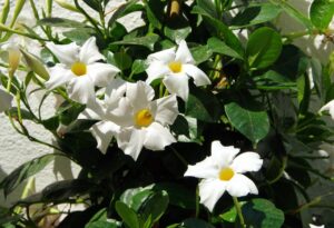 white mandevilla