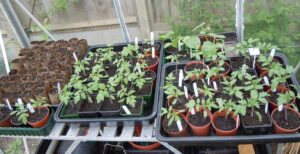 Read more about the article 3 Easy Steps to Hardening Off Plants and Seedlings