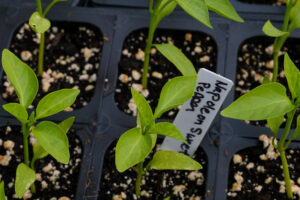 pepper seedlings