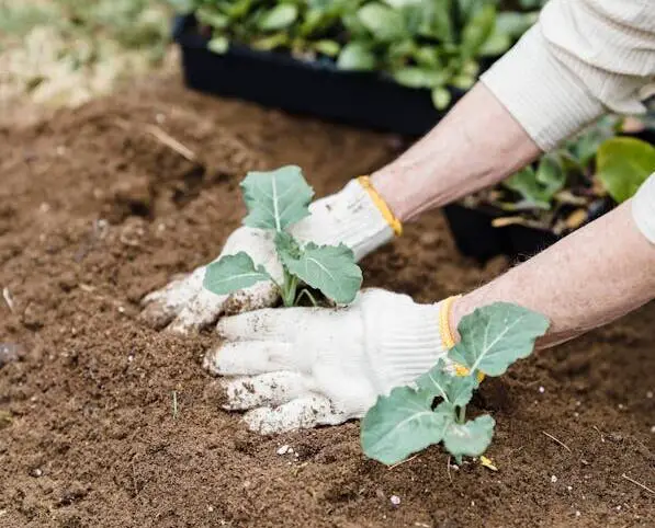 Read more about the article Transplant Seedlings and Plants in 5 Easy Steps