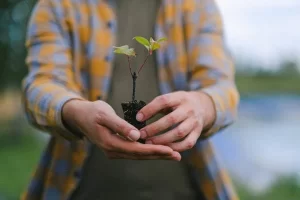 seedling transplant