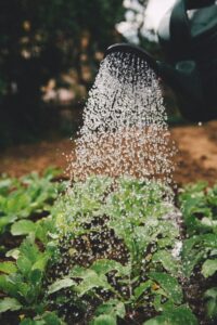 watering garden
