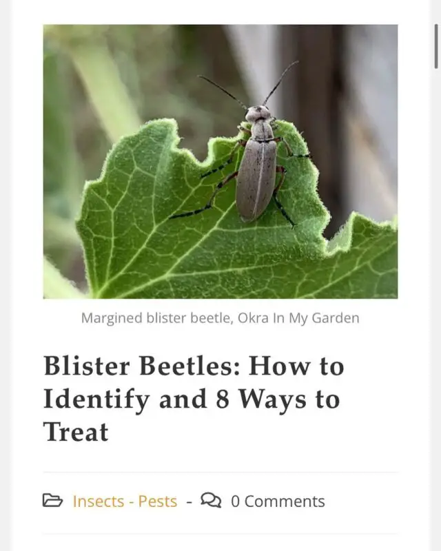 New post! Have you seen blister beetles in your garden? Be careful! Not only are they a threat to your flowers and veggie plants but they also release a toxic chemical that can cause blisters and even kill livestock. Learn what you need to know in this helpful article. Link in bio!
🪴
OkraInMyGarden.com
🪴
#vegetablegarden #containergarden #containergardener #organicgardening #smallspacegarden #limitedspacegardening #smallgardens
#Texasvegetablegarden #backyardgardening
#Texasgardening #hillcountrygardening #beginnergardener #citygarden #pottedgarden #gardenblog #gardenblogger #raisedbedgardens #blisterbeetle