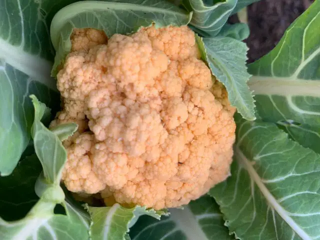 This beautiful orange cauliflower is one of the things we harvested earlier this week before the temperatures dropped well below freezing. Its currently 15F this morning. 
🥶
OkraInMyGarden.com
🪴
#vegetablegarden #containergarden #containergardener #organicgardening #smallspacegarden #limitedspacegardening #smallgardens
#Texasvegetablegarden #backyardgardening
#Texasgardening #hillcountrygardening #beginnergardener #citygarden #pottedgarden #gardenblog #gardenblogger #raisedbedgardens