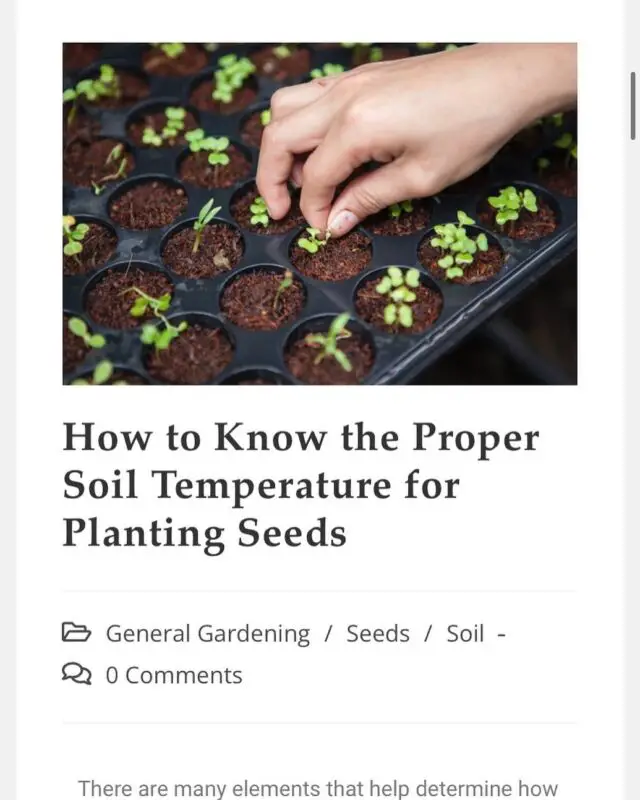 How do you know when it’s time to plant seeds? Check the soil temperature! But different seeds require different temperatures in order to germinate. Find out more in this article! Link in bio!
🪴
OkraInMyGarden.com
🪴
#vegetablegarden #containergarden #containergardener #organicgardening #smallspacegarden #limitedspacegardening #smallgardens
#Texasvegetablegarden #backyardgardening
#Texasgardening #hillcountrygardening #beginnergardener #citygarden #pottedgarden #gardenblog #gardenblogger #raisedbedgardens