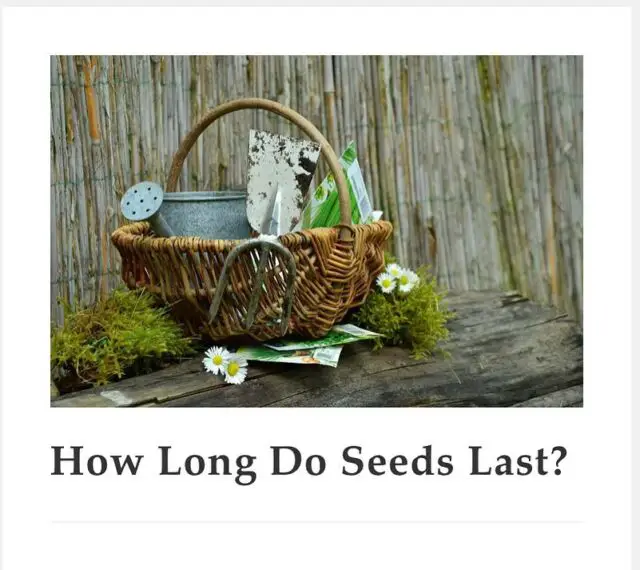 Find out how long different vegetable and herb seeds last, so that you have a greater chance of germination! Plus, learn seed storing options and how to determine seed viability. Link to article in bio!
🪴
OkraInMyGarden.com
🪴
#vegetablegarden #containergarden #containergardener #organicgardening #smallspacegarden #limitedspacegardening #smallgardens
#Texasvegetablegarden #backyardgardening
#Texasgardening #hillcountrygardening #beginnergardener #citygarden #pottedgarden #gardenblog #gardenblogger #raisedbedgardens