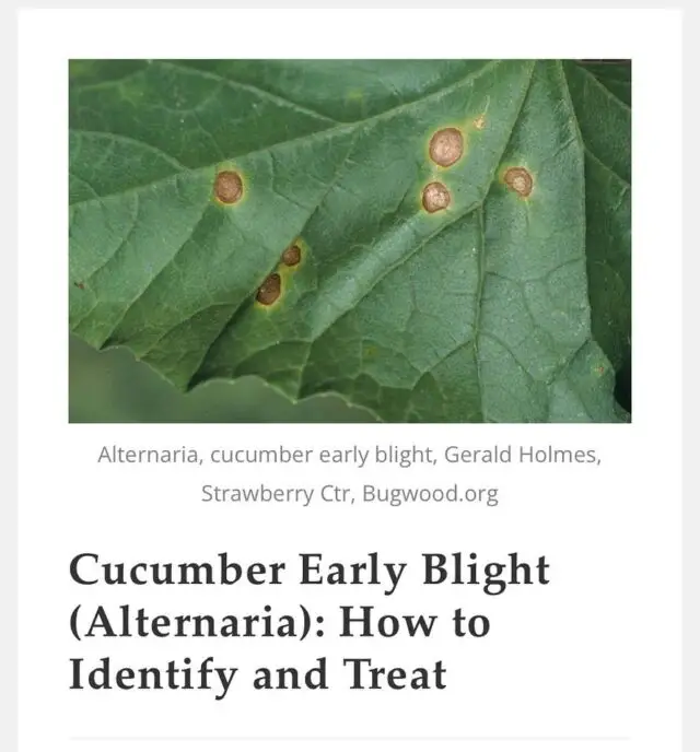 It’s that time of year! Early blight or Alternaria can infect cucumbers and other cucurbits as well as nightshades like tomatoes. Learn how to identify and treat this fungal disease in this quick, informative post. Link in bio! 
🪴
OkraInMyGarden.com
🪴
#vegetablegarden #containergarden #containergardener #organicgardening #smallspacegarden #limitedspacegardening #smallgardens
#Texasvegetablegarden #backyardgardening
#Texasgardening #hillcountrygardening #beginnergardener #citygarden #pottedgarden #gardenblog #gardenblogger #raisedbedgardens #earlyblight