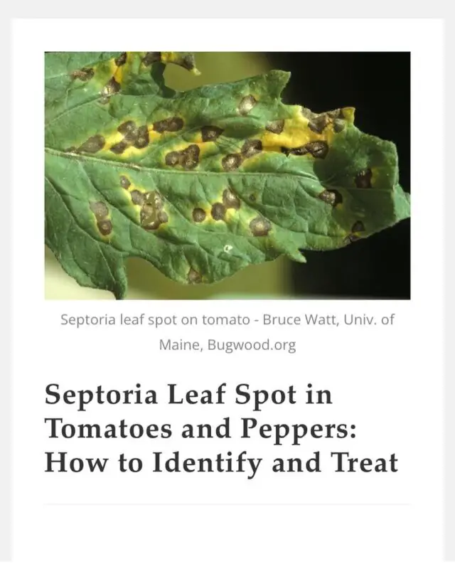 Be on the lookout for Septoria leaf spot, one of three common fungal diseases that can devastate your tomato and pepper crops! Link in bio. 
🪴
OkraInMyGarden.com
🪴
#vegetablegarden #containergarden #containergardener #organicgardening #smallspacegarden #limitedspacegardening #smallgardens
#Texasvegetablegarden #backyardgardening
#Texasgardening #hillcountrygardening #beginnergardener #citygarden #pottedgarden #gardenblog #gardenblogger #raisedbedgardens #tomatoes #peppers