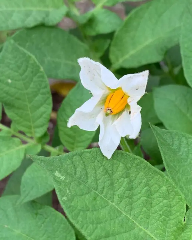 Potato blossoms are dainty, beautiful and always a delight to see in the garden. Do you leave them alone or do you remove them? I usually let them be. 😊💚
🪴
OkraInMyGarden.com
🪴
#vegetablegarden #containergarden #containergardener #organicgardening #smallspacegarden #limitedspacegardening #smallgardens
#Texasvegetablegarden #backyardgardening
#Texasgardening #hillcountrygardening #beginnergardener #citygarden #pottedgarden #gardenblog #gardenblogger #raisedbedgardens