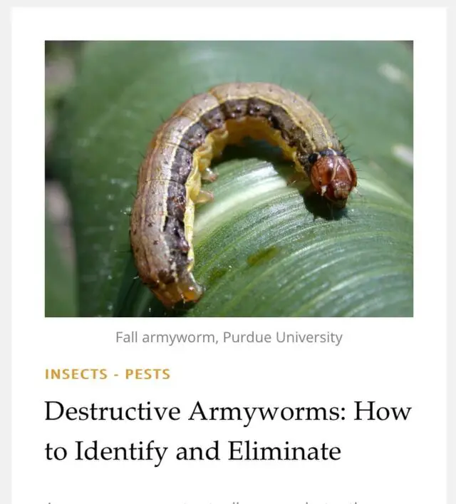 Armyworms can quickly destroy a plant or even an entire crop!. Learn how to identify and eliminate this pest from your garden. Link in bio! 
🪴
OkraInMyGarden.com
🪴
#vegetablegarden #containergarden #containergardener #organicgardening #smallspacegarden #limitedspacegardening #smallgardens
#Texasvegetablegarden #backyardgardening
#Texasgardening #hillcountrygardening #beginnergardener #citygarden #pottedgarden #gardenblog #gardenblogger #raisedbedgardens