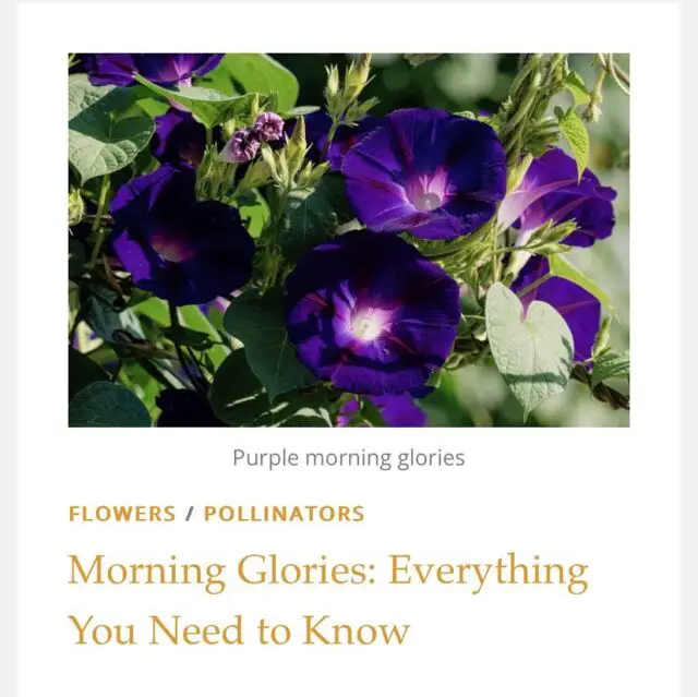 New post! How to grow morning glories! See link in bio. 
🪴
OkraInMyGarden.com
🪴
#vegetablegarden #containergarden #containergardener #organicgardening #smallspacegarden #limitedspacegardening #smallgardens
#Texasvegetablegarden #backyardgardening
#Texasgardening #hillcountrygardening #beginnergardener #citygarden #pottedgarden #gardenblog #gardenblogger #raisedbedgardens #flowerslovers