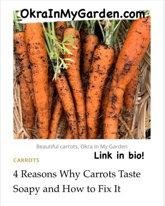 Find out why your carrot harvest may taste like soap and what you can do about it. Link in bio! 
🥕
OkraInMyGarden.com