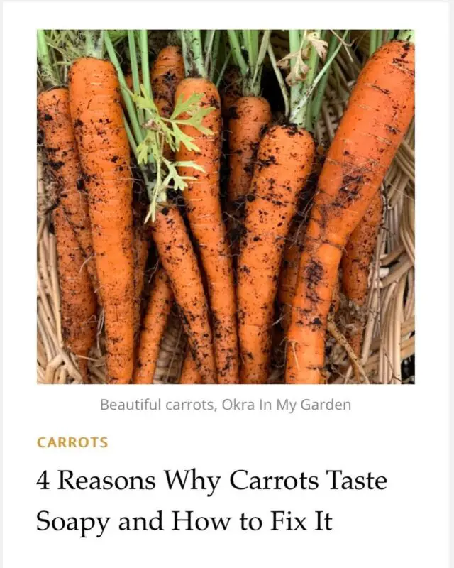 Sometimes, raw carrots have a soapy, almost turpentine flavor. Find out what causes this and what you can do to remedy the problem. 
🪴
OkraInMyGarden.com
🪴
#vegetablegarden #containergarden #containergardener #organicgardening #smallspacegarden #limitedspacegardening #smallgardens
#Texasvegetablegarden #backyardgardening
#Texasgardening #hillcountrygardening #beginnergardener #citygarden #pottedgarden #gardenblog #gardenblogger #raisedbedgardens